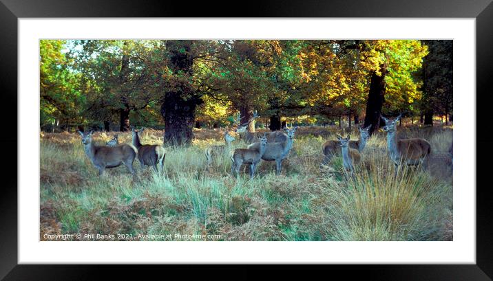 Red Deer in Richmond Park, Surrey Framed Mounted Print by Phil Banks