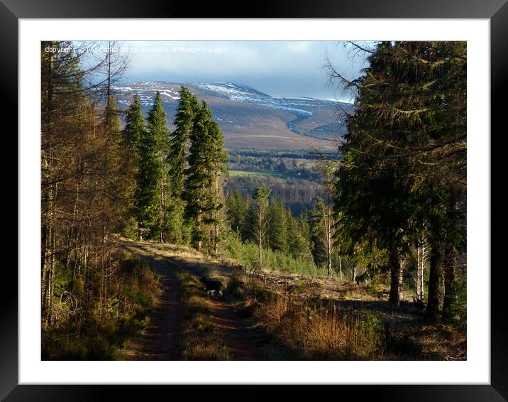 Forest and mountain  Framed Mounted Print by Phil Banks