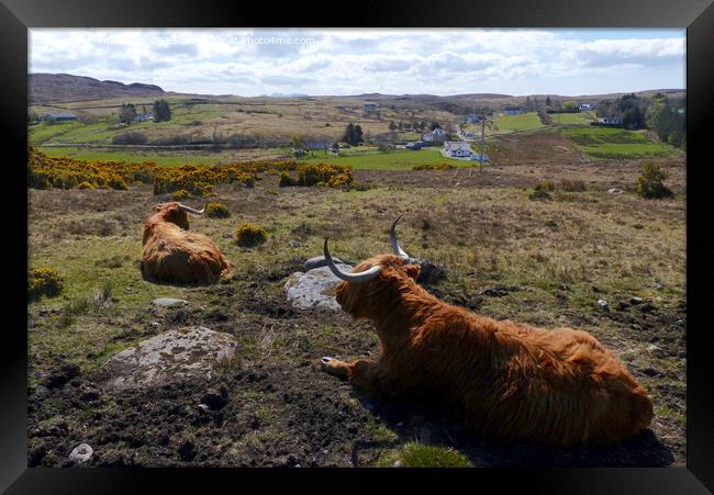 Time to relax - Highland cattle at Laide, Wester R Framed Print by Phil Banks