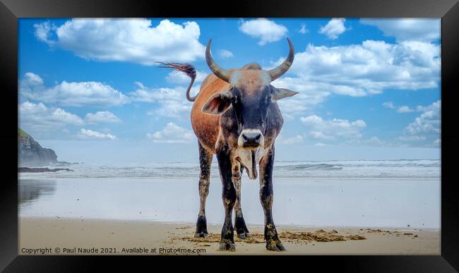 My Beach - Transkei Xhosa Nguni on Wild coast beac Framed Print by Paul Naude