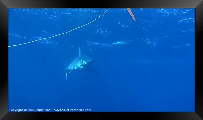 Open Water Great White Surprise  Framed Print by Paul Naude