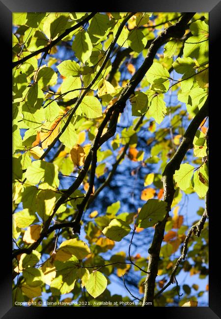 Common beech tree leaves backlit Framed Print by Elaine Hayward