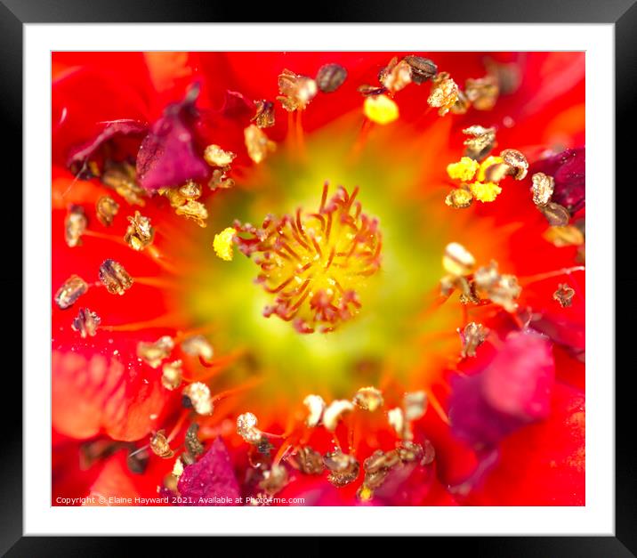Red Geum flower macro Framed Mounted Print by Elaine Hayward