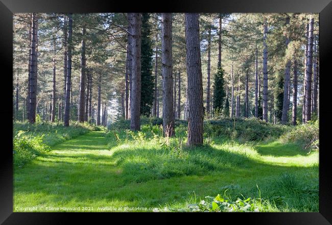 Two paths through the forest Framed Print by Elaine Hayward