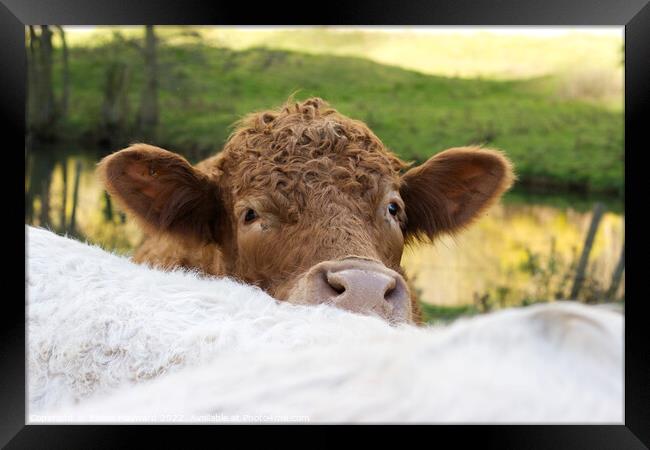 Curious brown cow Framed Print by Elaine Hayward