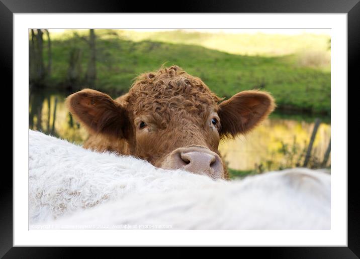 Curious brown cow Framed Mounted Print by Elaine Hayward