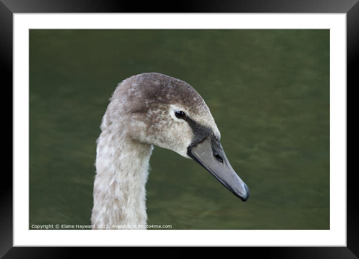 Mute swan cygnet Framed Mounted Print by Elaine Hayward