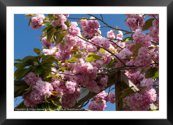 Pink cherry blossom blue sky Framed Mounted Print by Elaine Hayward