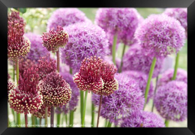 Allium 'red mohican' in flower Framed Print by Elaine Hayward