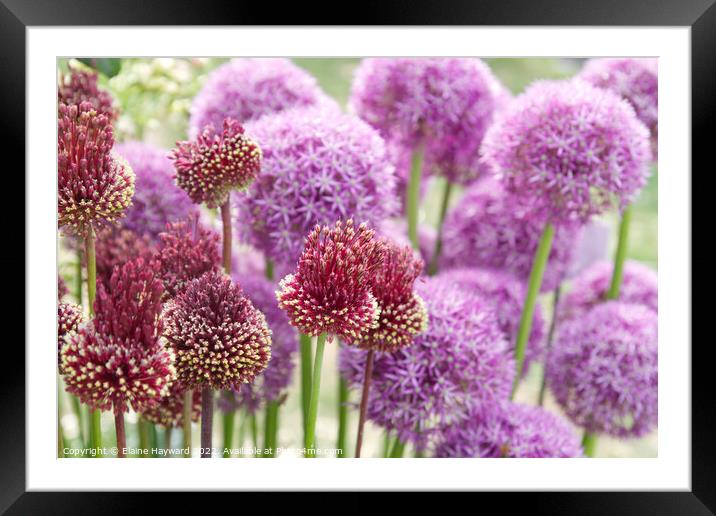 Allium 'red mohican' in flower Framed Mounted Print by Elaine Hayward
