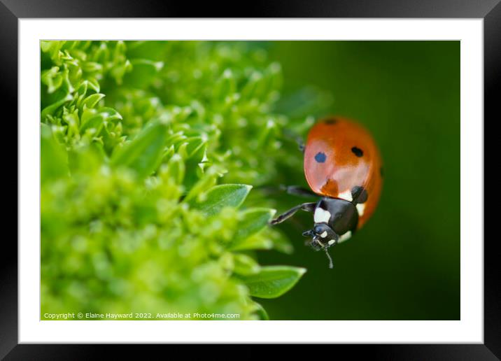 Ladybird on curly parsley close up Framed Mounted Print by Elaine Hayward