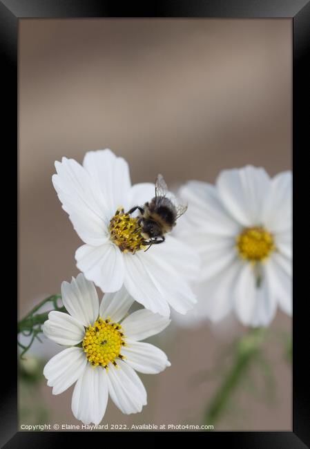Bee on white cosmos flower Framed Print by Elaine Hayward