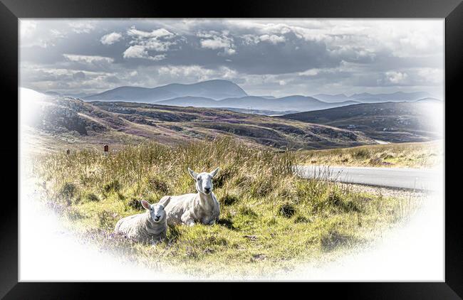 Roadside Sheep. Framed Print by John Godfrey Photography