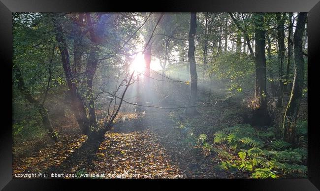 Early morning sun in the woodland Framed Print by I Hibbert