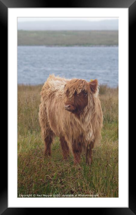 The Lonely Calf Framed Mounted Print by Paul Pepper