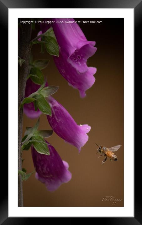 Digitalis Bee Framed Mounted Print by Paul Pepper