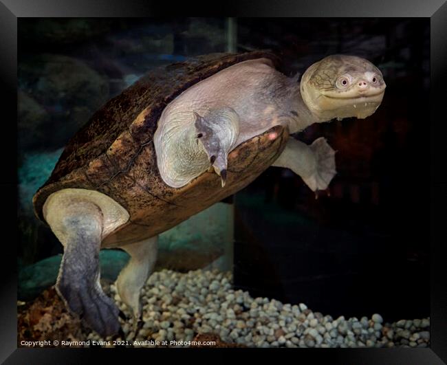 Snake Head Turtle Framed Print by Raymond Evans