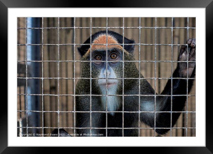Caged animal, De Brazza's monkey, Framed Mounted Print by Raymond Evans