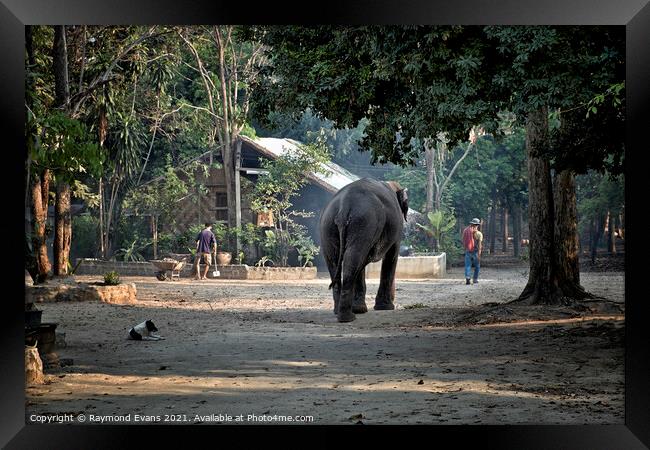 Elephant and Mahout Framed Print by Raymond Evans