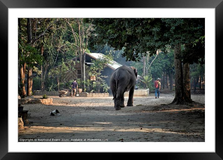 Elephant and Mahout Framed Mounted Print by Raymond Evans