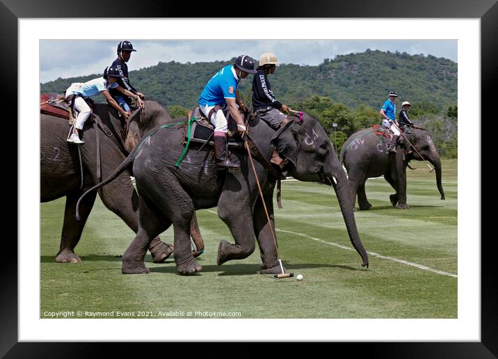 Elephant Polo  Framed Mounted Print by Raymond Evans