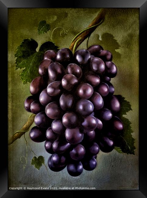 Black grapes Framed Print by Raymond Evans