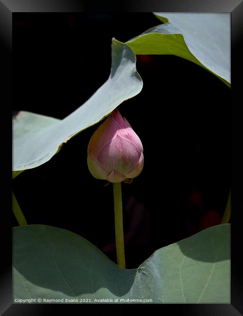 Lotus flower in bud Framed Print by Raymond Evans