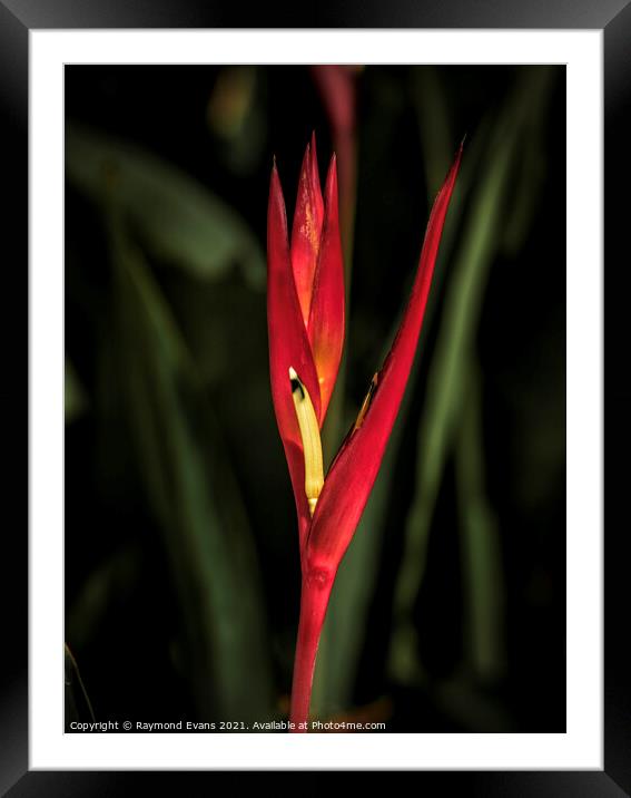 Heliconia psittacorum  Framed Mounted Print by Raymond Evans
