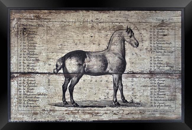 Horse anatomy Framed Print by Raymond Evans