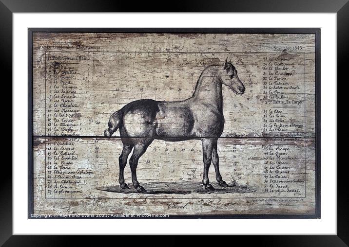 Horse anatomy Framed Mounted Print by Raymond Evans