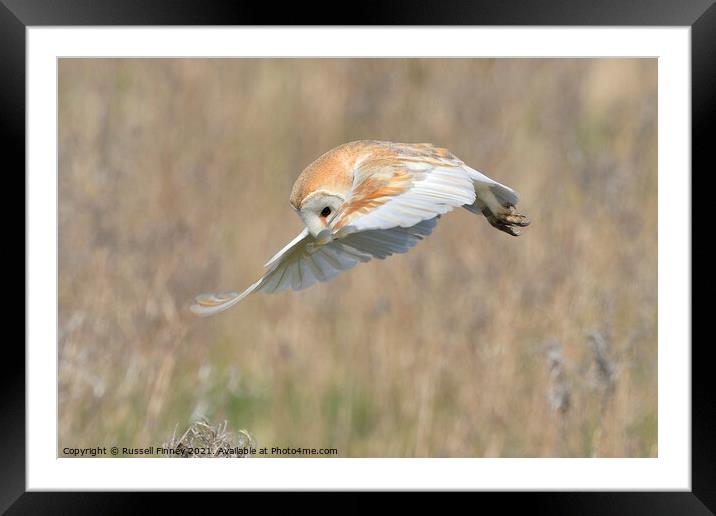 Barn owl (Tyto alba) hovering over prey Framed Mounted Print by Russell Finney