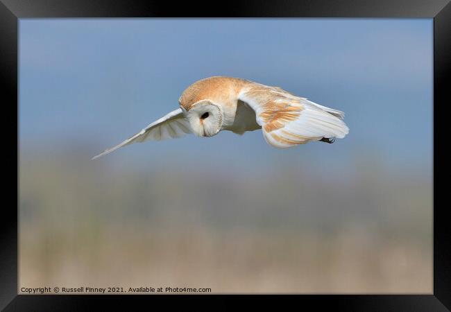 Barn owl (Tyto alba) quartering for prey Framed Print by Russell Finney