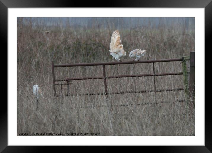 3 Barn owls (Tyto alba) fighting Framed Mounted Print by Russell Finney