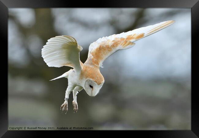 Barn owl (Tyto alba) hovering over over prey Framed Print by Russell Finney