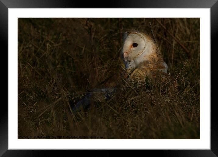 Barn owl (Tyto alba) in feild on prey Framed Mounted Print by Russell Finney