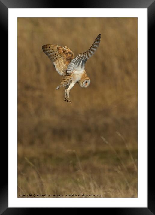 Barn owl (Tyto alba) hovering over prey Framed Mounted Print by Russell Finney
