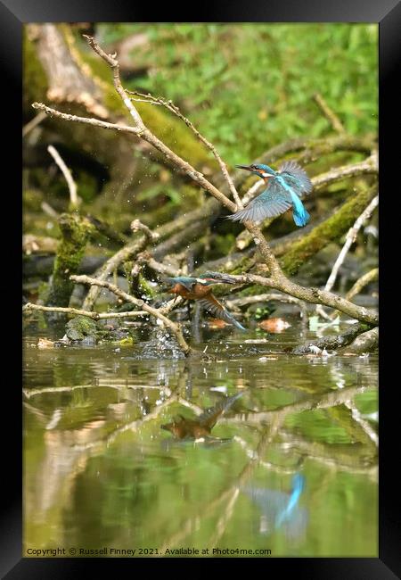 Kingfishers learning to fish Framed Print by Russell Finney