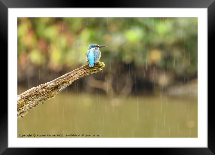 Kingfisher in the rain Framed Mounted Print by Russell Finney
