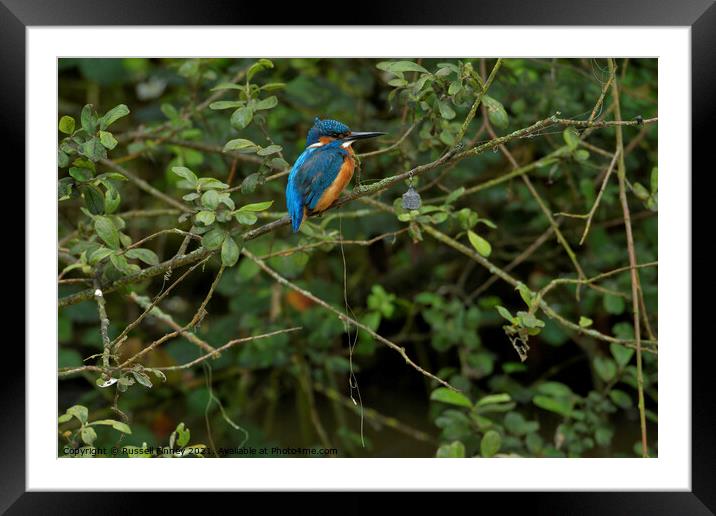 Kingfisher next to silly fisher Framed Mounted Print by Russell Finney