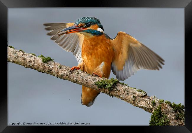 Kingfisher female landing on branch Framed Print by Russell Finney