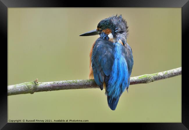 Kingfisher male on a branch Framed Print by Russell Finney