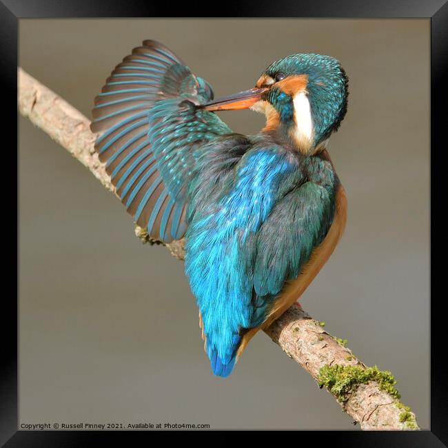Kingfisher female preening feathers Framed Print by Russell Finney