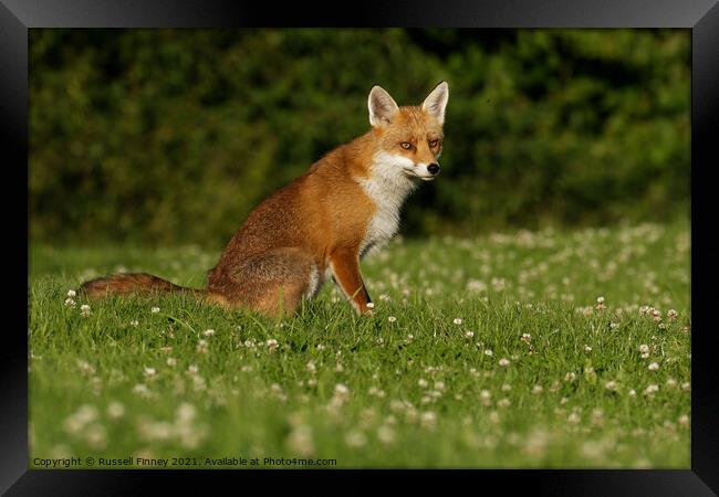 Red Fox (Vulpes Vulpes) located in a grassy field Framed Print by Russell Finney