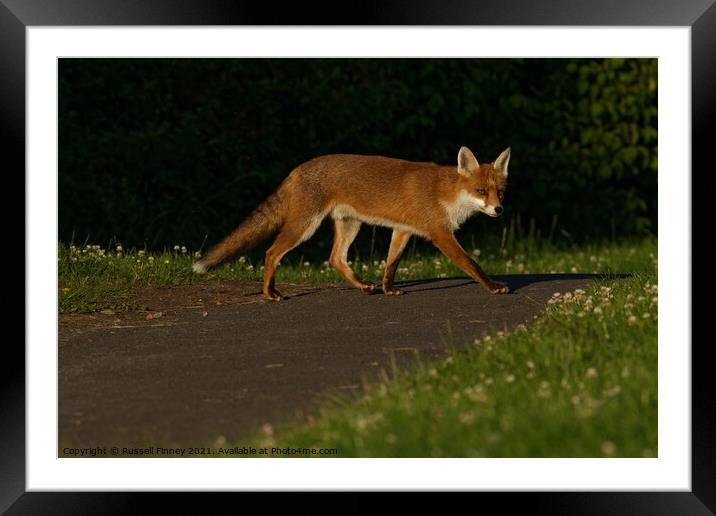 Red Fox (Vulpes Vulpes) crossing footpath Framed Mounted Print by Russell Finney