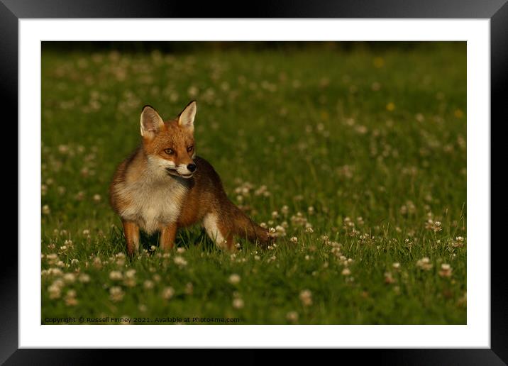 Red Fox (Vulpes Vulpes) close up in a field Framed Mounted Print by Russell Finney