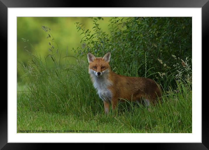 Red Fox (Vulpes Vulpes) on the edge of woodland Framed Mounted Print by Russell Finney
