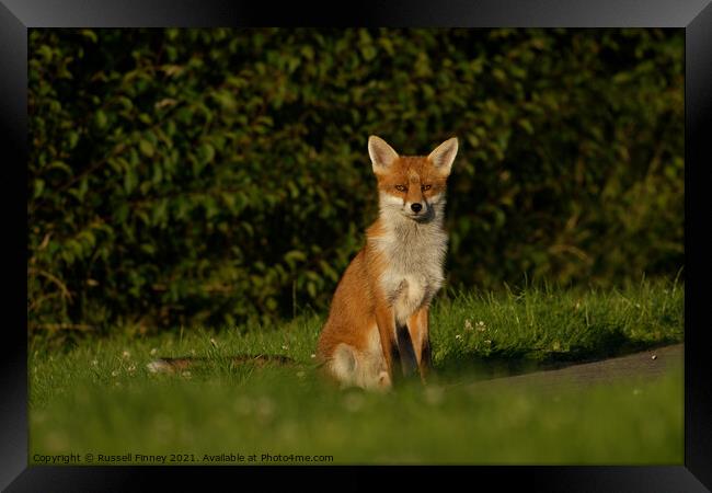 Red Fox (Vulpes Vulpes) A fox sitting in the grass Framed Print by Russell Finney
