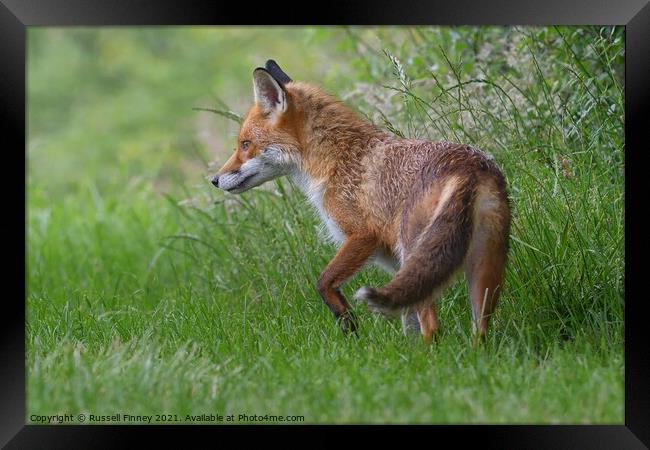 Red Fox (Vulpes Vulpes) on the edge of woodland Framed Print by Russell Finney