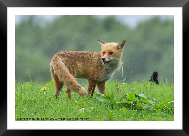 Red Fox (Vulpes Vulpes) playing in the rain Framed Mounted Print by Russell Finney
