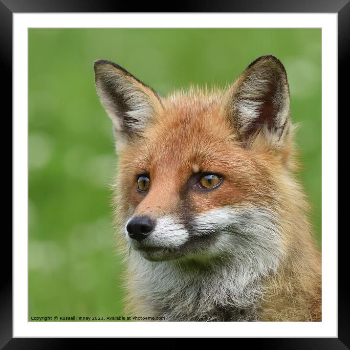 Red Fox (Vulpes Vulpes) close up  Framed Mounted Print by Russell Finney